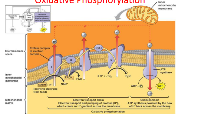 <p>high energy electrons removed from NADH and FADH<sub>2</sub> to make ATP</p><p>requires oxygen</p><p>oxidative process involves electron transport chain</p><p>phosphorylation occurs by ATP synthase</p><p><strong>electron transport chain</strong></p><ul><li><p>NADH donates electrons to complex 1 | H<sup>+</sup> pumped across</p></li><li><p>FADH<sub>2</sub> donates electrons to complex 2</p></li><li><p>when electrons are passed along | H<sup>+</sup> pumped across membrane</p></li><li><p>H<sup>+</sup> passed back through ATP synthase where 1 ATP molecule is produced</p></li></ul><p><strong>30-32 ATP produced</strong></p>