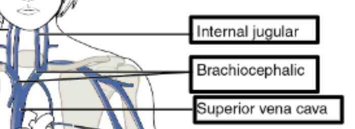 <p>Blood returned to the right atrium through</p><ul><li><p><span style="color: yellow;"><span>Left/right brachiocephalic veins merge </span></span>to form superior vena cava</p></li><li><p>Veins inferior to diaphragm merge to form inferior vena cava</p></li></ul><p></p>