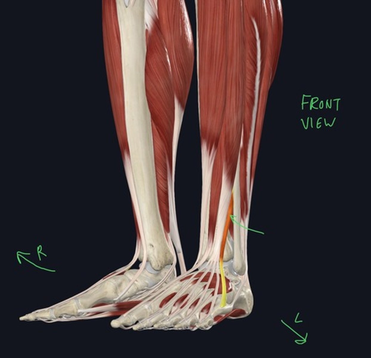 knowt flashcard image