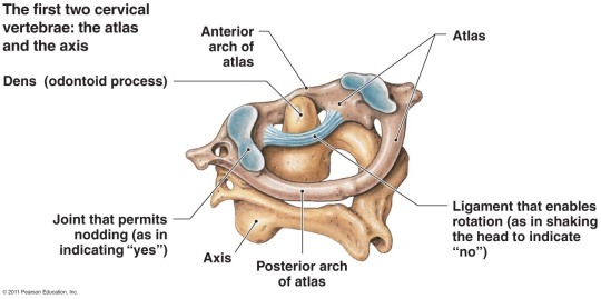<p>the atlas is ring-shaped and composed of two lateral masses interconnected by anterior and posterior arches</p>