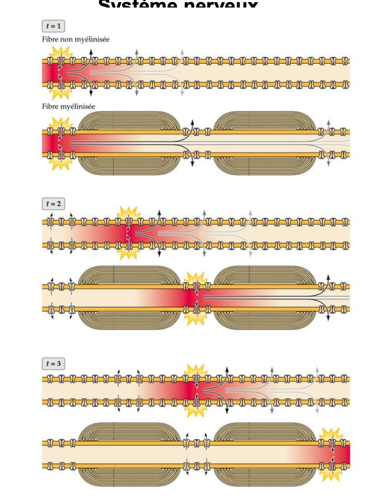 <p>que montre cette image</p>