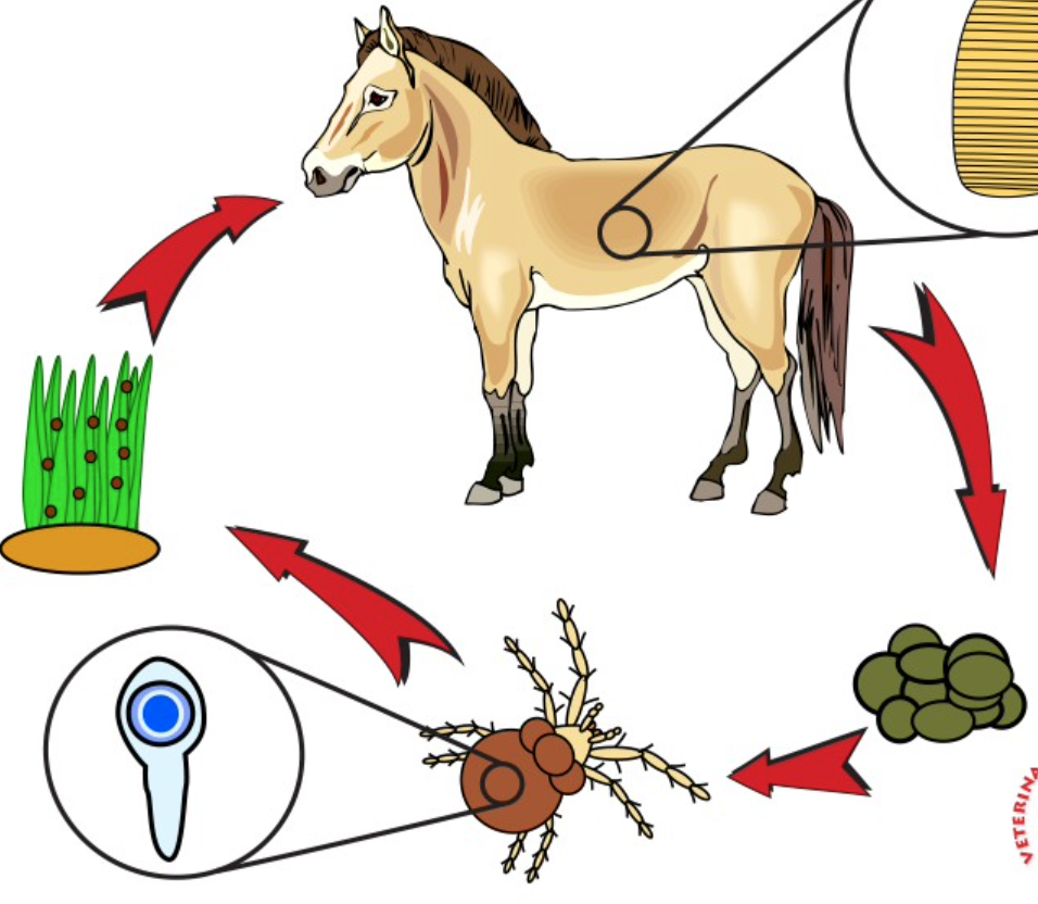 <p>This is the life cycle for…</p>