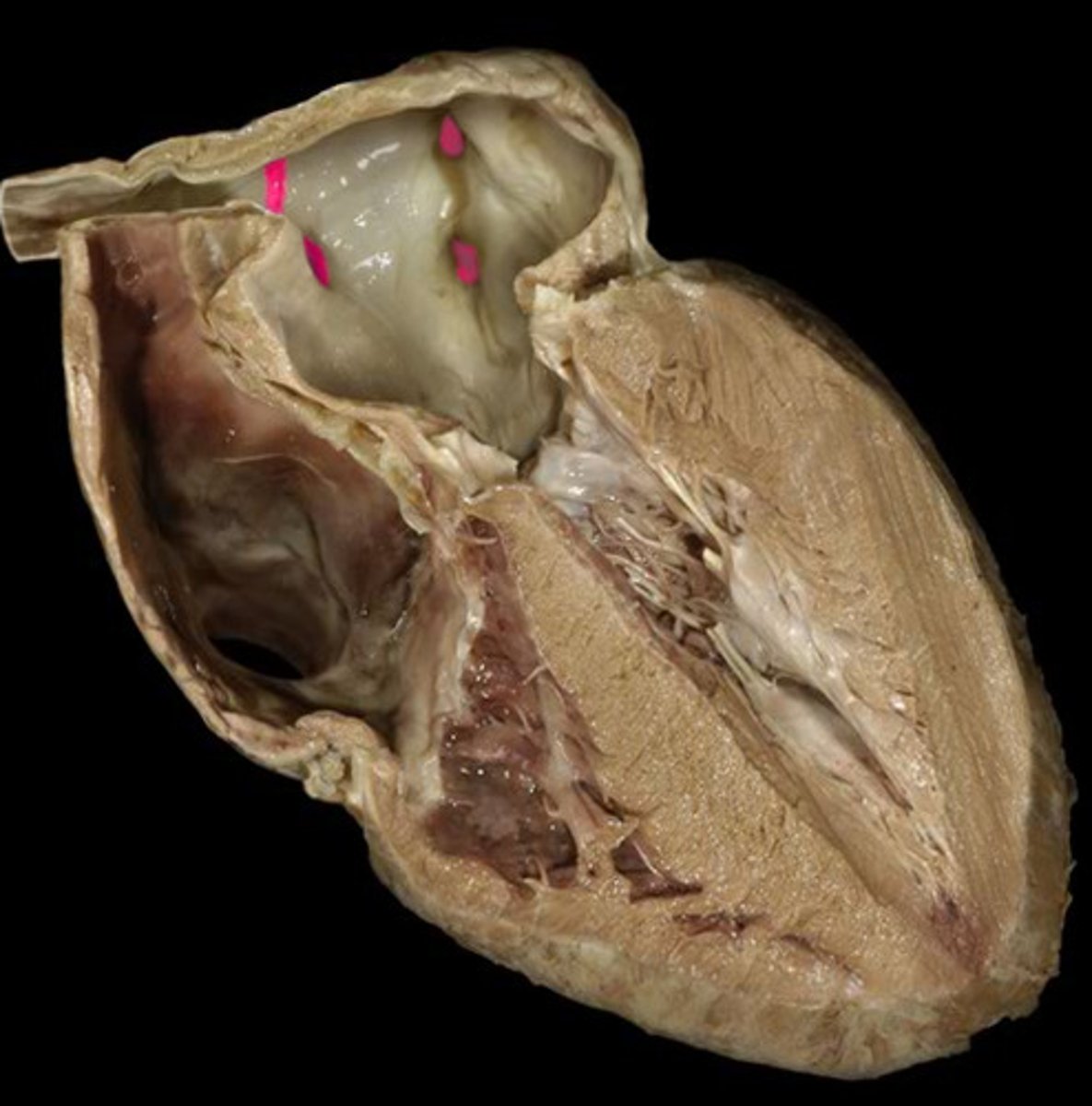 knowt flashcard image