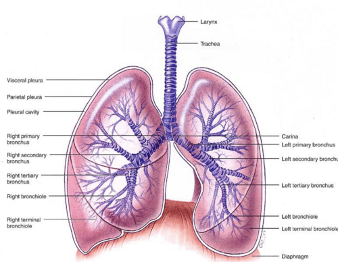<p>Visceral pleura covers the lungs, while parietal pleura covers the body wall.</p>