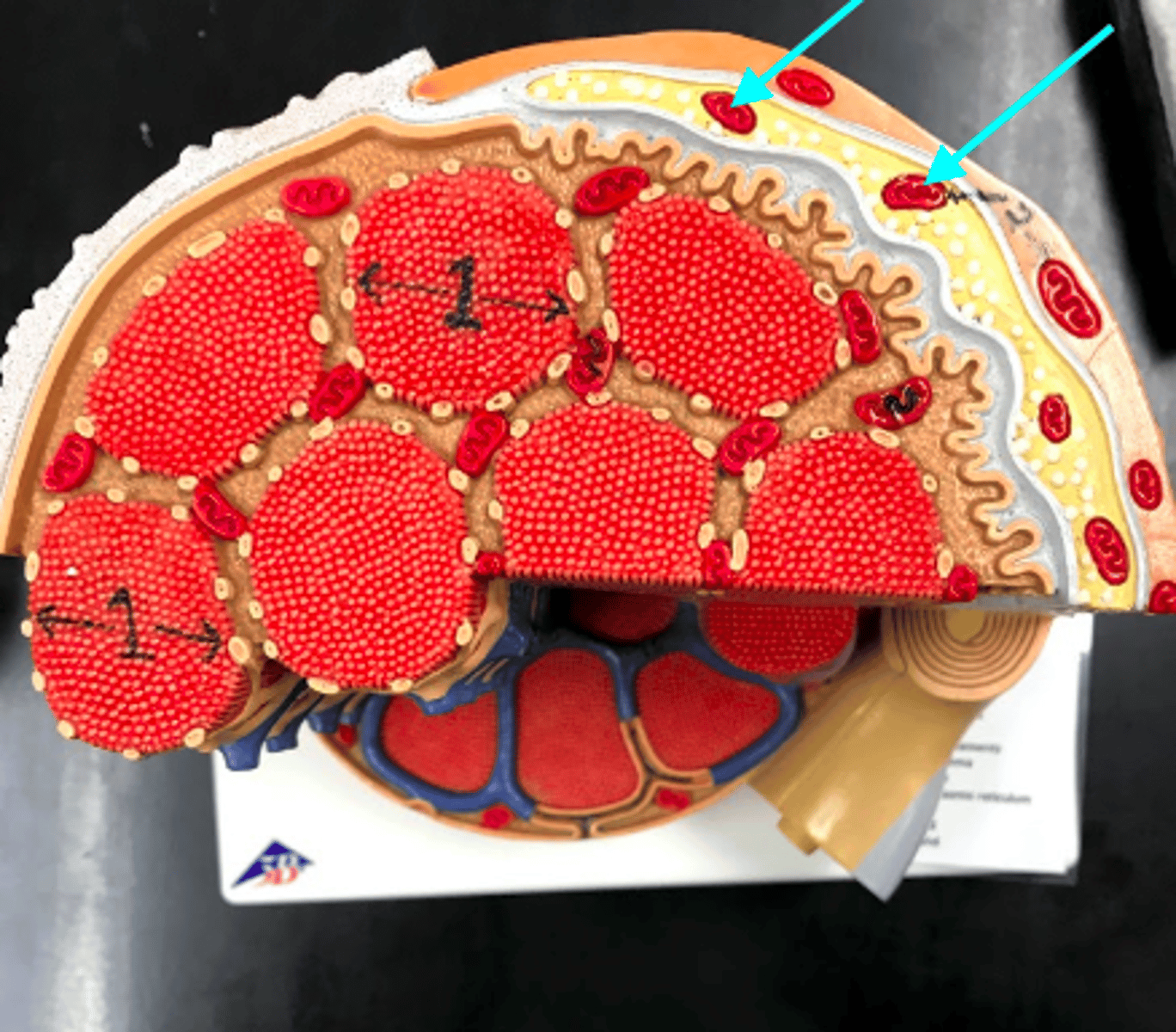 <p>2; organelle where cellular respiration occurs and most ATP is generated</p>