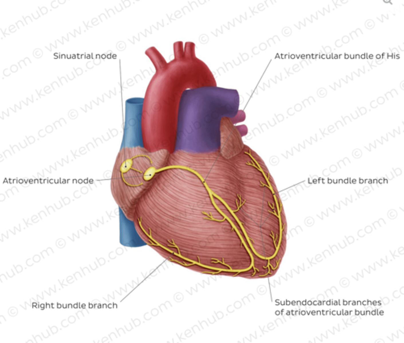 <p>Branching to the right and left to ensure coordinated contraction of the ventricles.</p>