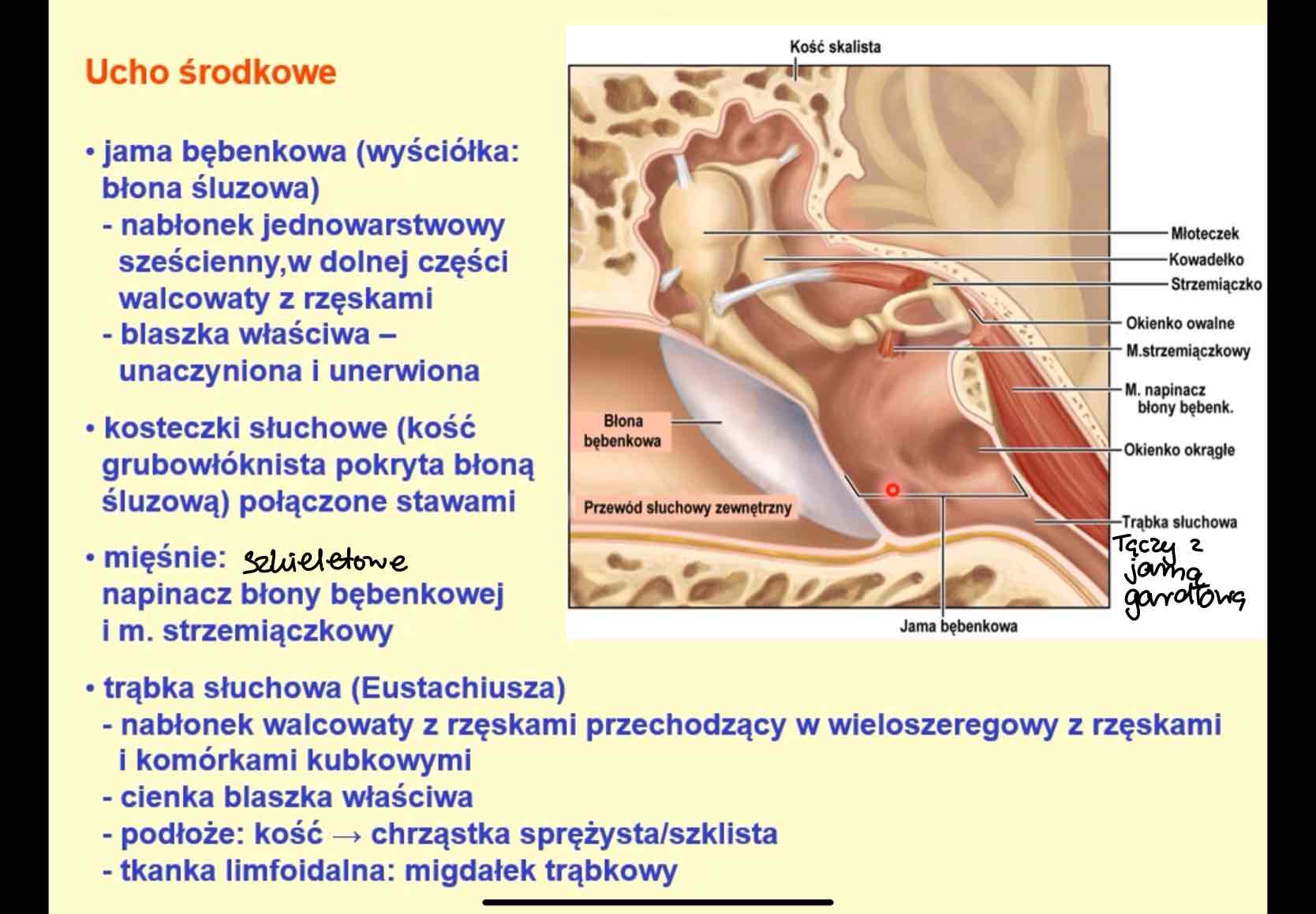 <ul><li><p>ucho środkowe</p></li><li><p>wyściółka: błona śluzowa</p><ul><li><p>nabłonek jednowarstwowy sześcienny, w dolnej części walcowaty z rzęskami</p></li><li><p>blaszka właściwa unacyzniona i unerwiona</p></li></ul></li></ul>