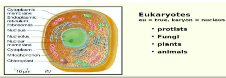 <p>Cells  that have a membrane-delimited nucleus and differ in many ways with prokaryotic cells</p>