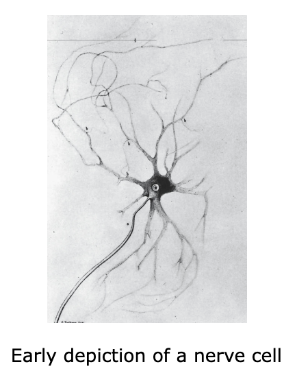 <p>the basic functional unit of the brain</p>