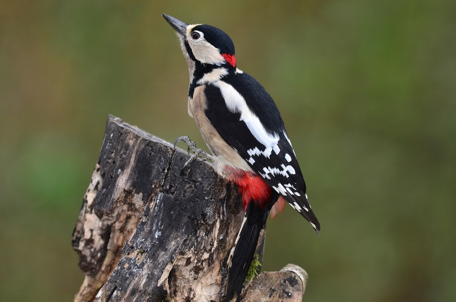 <ul><li><p>zwarte bovenkant kop</p></li><li><p>rood aan staartbasis</p></li><li><p>witte schoudervlekken</p></li></ul><p></p>