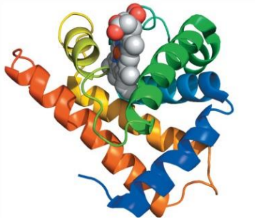 <p>stores O<sub>2</sub></p><p>monomer (1x subunit)</p><p>1x heme => 1 O<sub>2</sub> binding site </p><p>common motif as hemoglobin </p>