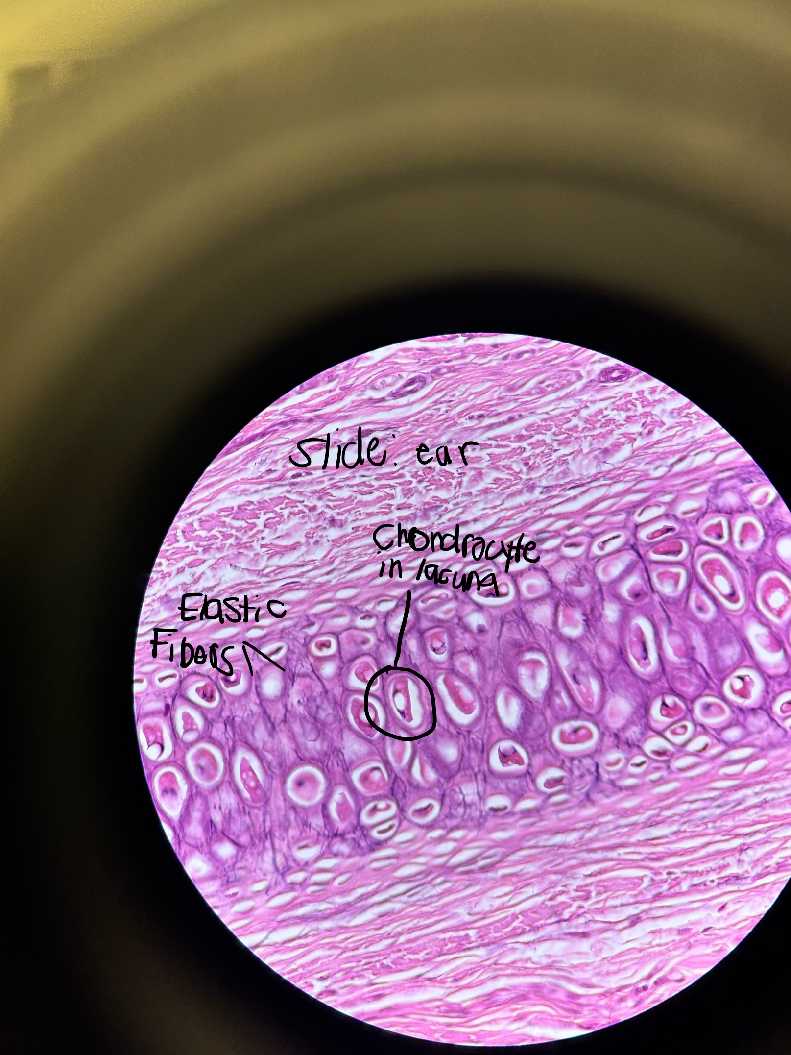 <p>Where would you find Elastic Cartilage and what does it do?</p>