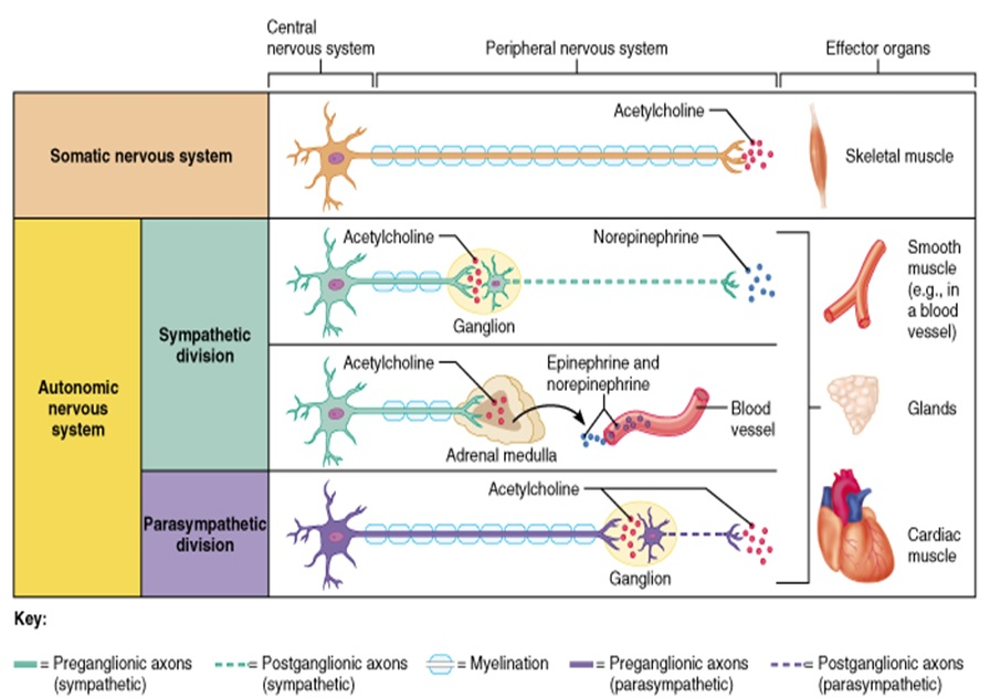 <ul><li><p><strong>Somatic Nervous System (SNS)</strong></p><ul><li><p>Generally <strong>voluntary</strong> </p></li><li><p>Controls <strong>skeletal muscles</strong></p></li></ul></li><li><p><strong>Autonomic Nervous System (ANS)</strong></p><ul><li><p>Generally <strong>involuntary</strong></p></li><li><p>Controls <strong>smooth muscle</strong>, <strong>cardiac muscle</strong>, and <strong>glands</strong></p></li><li><p>Subdivided into <strong>sympathetic</strong> and <strong>parasympathetic</strong> divisions</p></li></ul></li></ul><p></p>