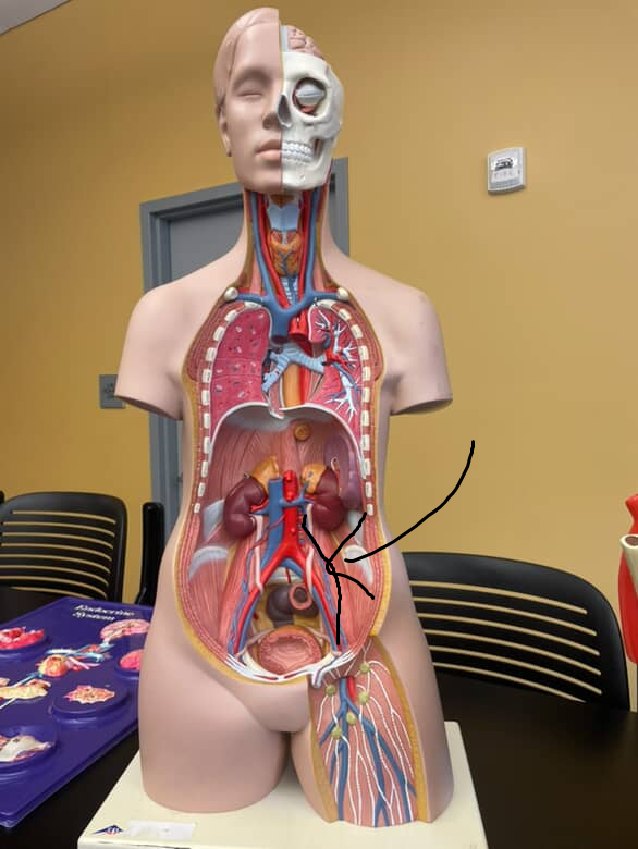 <p>gonadal artery in males that descends from the abdominal aorta and supplies the testicle from the side/top</p>