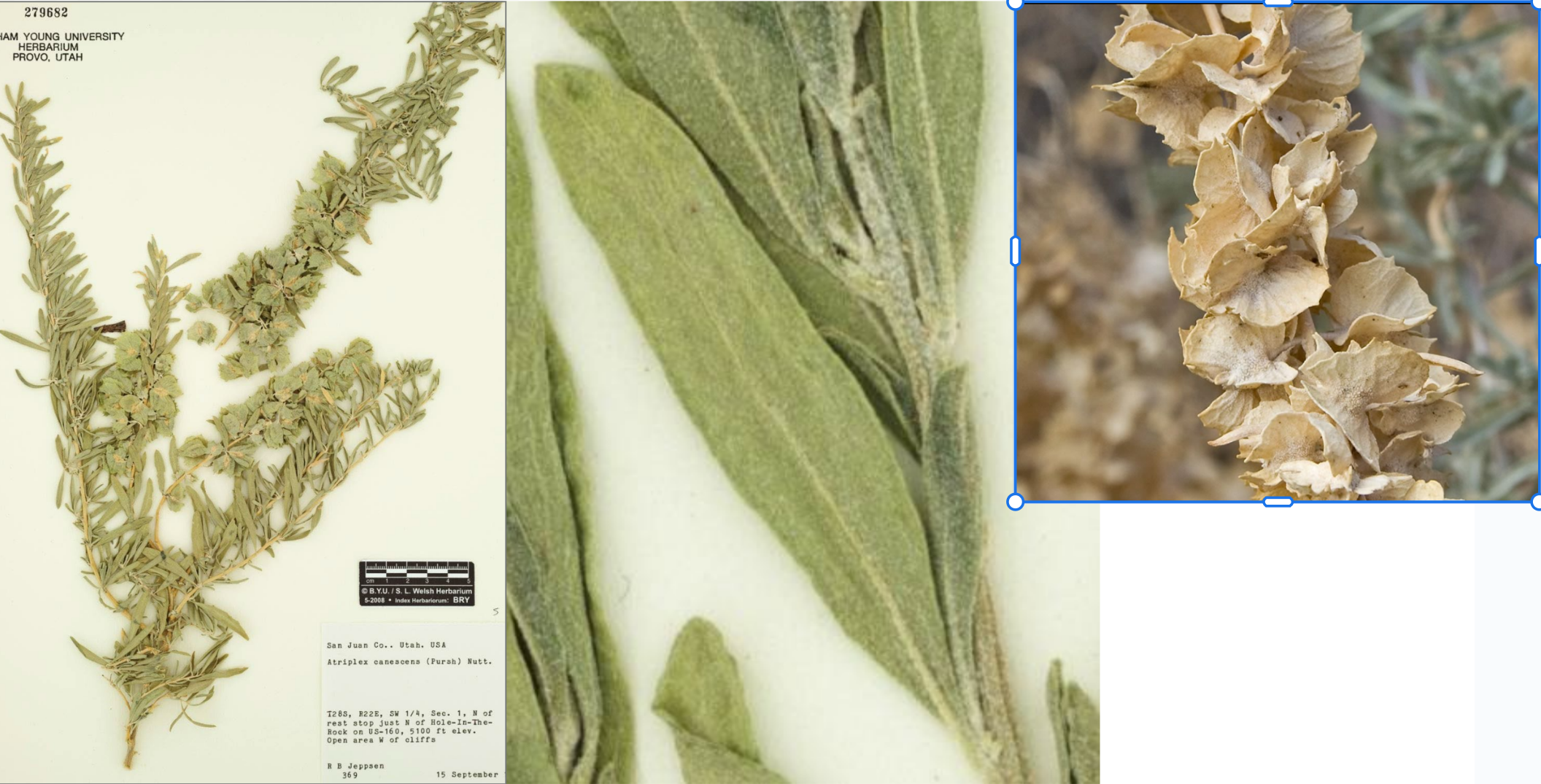 <p>Scurfy, long, linear leaves</p><p>Fruits have 4 wings</p>