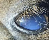 <p><span style="background-color: transparent;"><strong><span>Thelazia lacrymalis</span></strong></span></p>