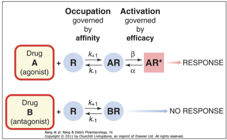 <p><strong>Affinitet</strong>: sannolikhet att ligand binder till receptor. </p><p><strong>Efficacy</strong>: mäter ifall det genereras en respons vid bindning. </p>