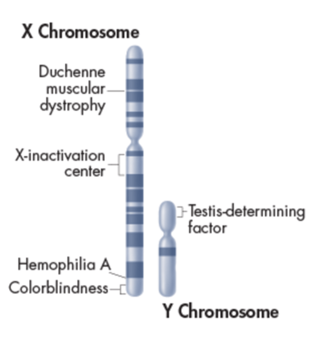 <p>More than 1200 genes are found on the X chromosome, some of which are shown. <br><br>The human Y chromosome is much smaller than the X chromosome and contains only about 140 genes, most of which are associated with male sex determination and sperm development.</p>