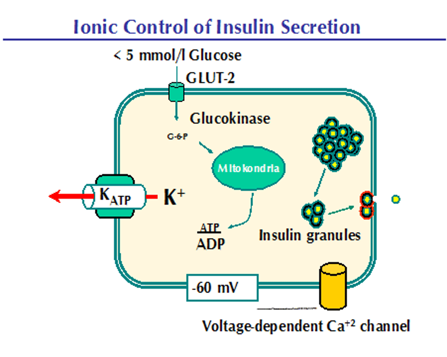 <p>(B) GLUT2</p><p>β-cells are equipped with GLUT2.</p>