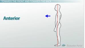 <p>Towards the front of the body</p>