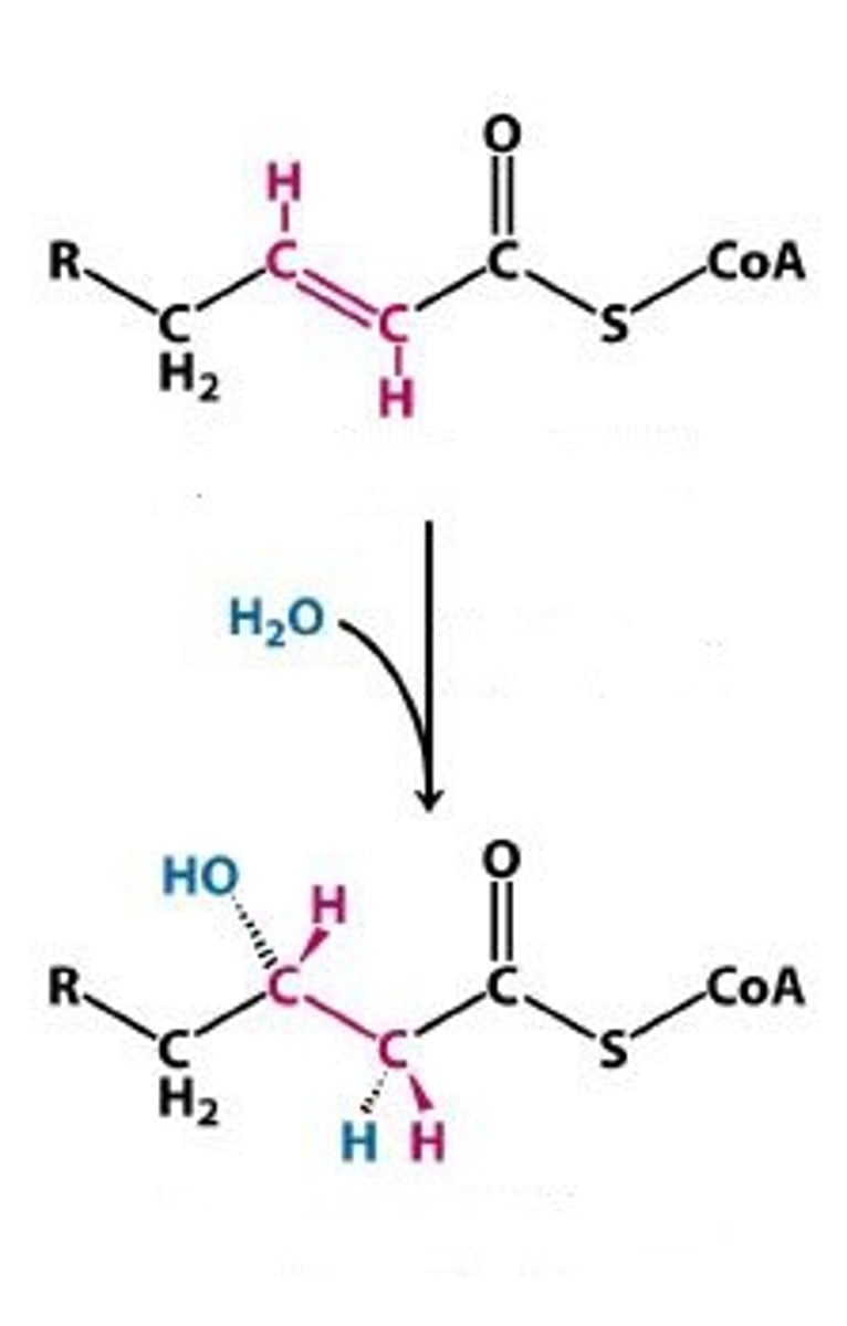 <p>Hydration: C=C bond to C-OH and C-H bond</p><p>addition of H2O</p>