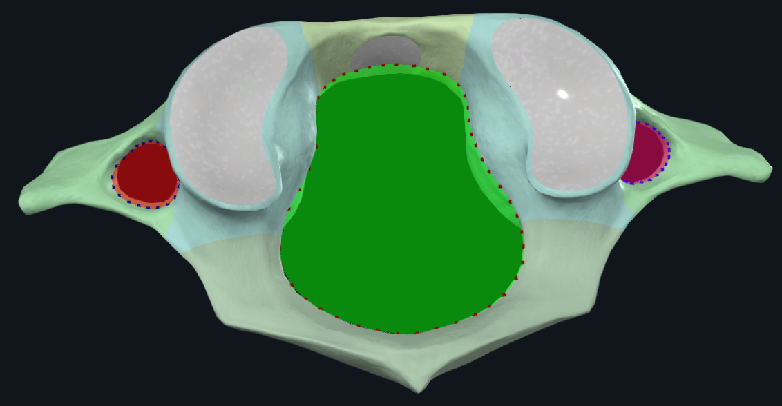 <p>name the bone and highlighted (pink/red)</p>