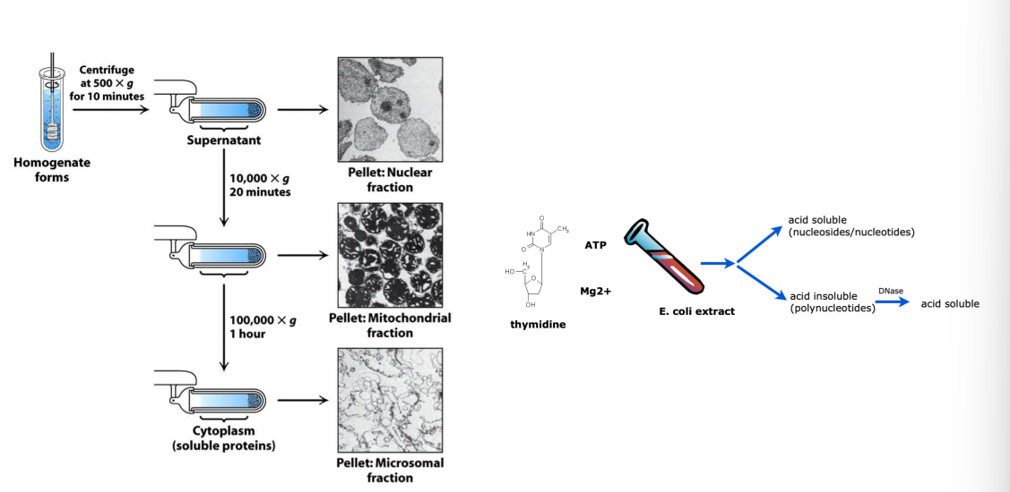 <p>activity assay to find which fraction has DNA polymerase in it</p><ol><li><p>grow E.coli in large amounts w/ protein of interest</p></li><li><p>break open cells</p></li><li><p>prepare soluble extract </p></li><li><p>fractionate/separate extract to resolve different proteins → repeat</p><ol><li><p>can do based on size, solubility, etc.</p></li></ol></li><li><p>confirm activity via activity assay </p><ol><li><p>look for incorporation of radioactivity in polymerized DNA </p><ol><li><p>polymerized DNA has different solubility than free NTs</p></li></ol></li></ol></li></ol><p></p>
