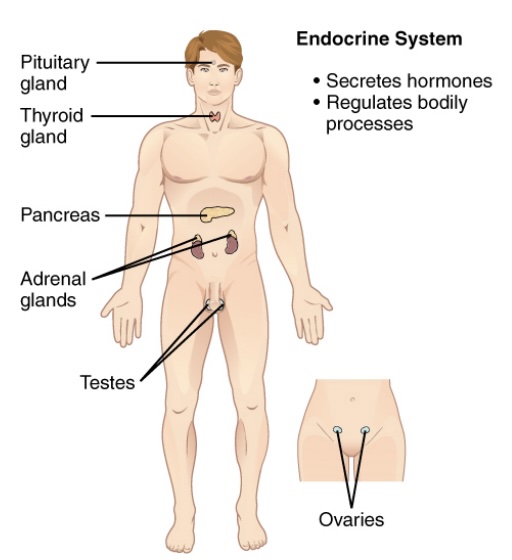 <p>-hormones</p><p>-also related to regulation</p><p>-contains:</p><ol><li><p>pituitary gland</p></li><li><p>thyroid gland</p></li><li><p>pancreas</p></li><li><p>adrenal glands</p></li><li><p>gonads (testes/ovaries)</p></li><li><p>pineal gland</p></li><li><p>thymus</p></li></ol><p>-function:</p><ol><li><p>secretes hormones</p></li><li><p>regulates bodily processes</p></li></ol><p></p>