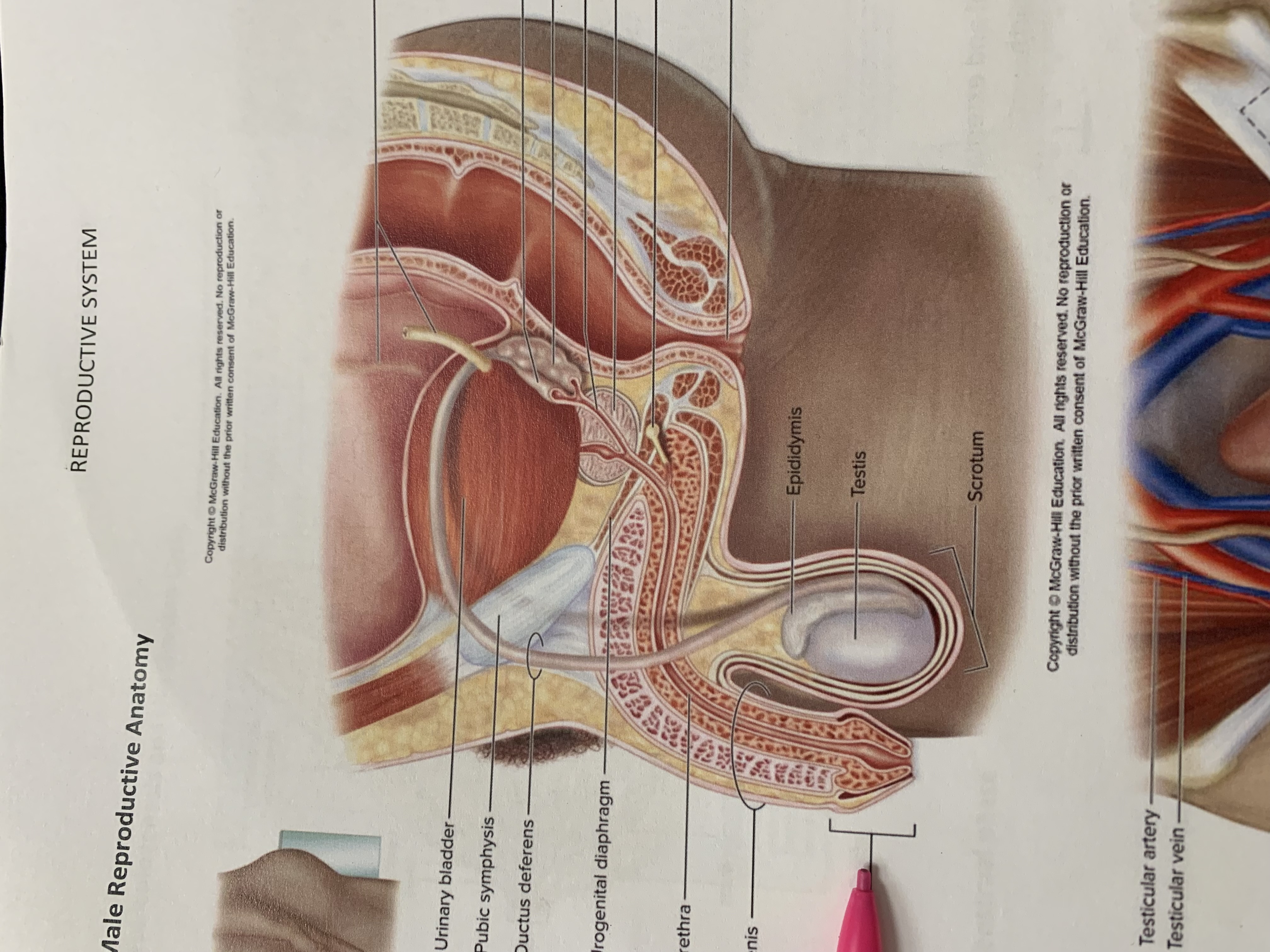 term image