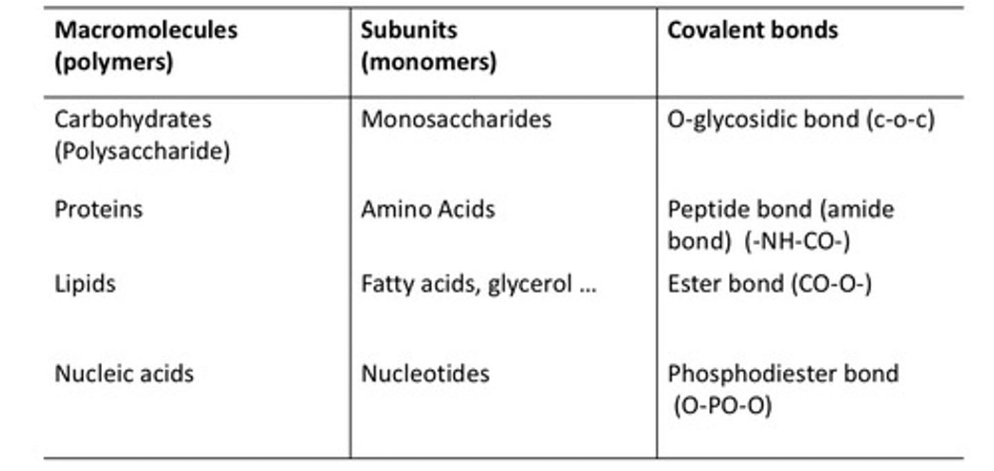 <p>1) carbohydrates (polysaccharides - glycogen and starch) - sugars (monosaccharides)</p><p>2) fats and lipids - fatty acids</p><p>3) proteins - amino acids</p><p>4) nucleic acids - nucleotides</p><p>↳ the relationship is reversible - macromolecules can be broken down into their subunits</p>