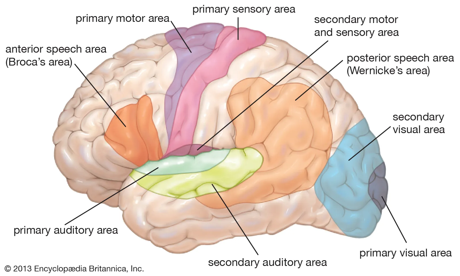 <p>part of temporal lobe concerned with <strong>comprehension</strong> of language </p><p>brain damage (e.g. strokes) and genetics can lead to fluent/receptive aphasia: bad comprehension, good production</p>