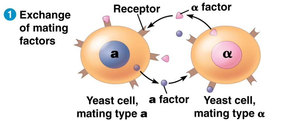 <p>1st step in mating cells. Each cell type secretes a mating factor that binds to receptors on the other cell type.</p>