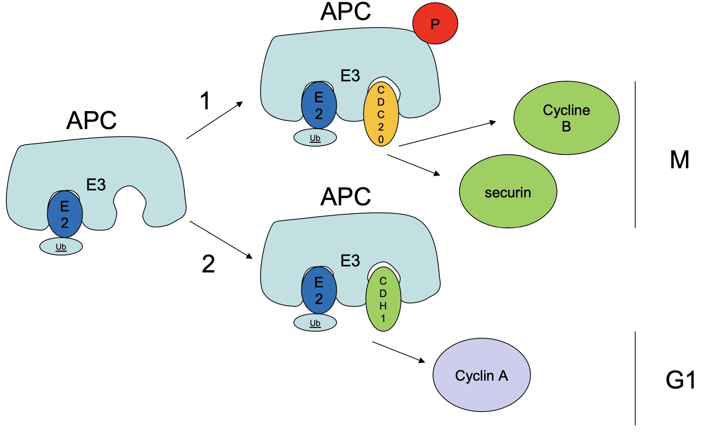<p>APC E3 1st pocket corresponds to E2 BS and the 2nd pocket binds either cdc20 or cdh1</p><p><strong>Metaphase → anaphase</strong> :&nbsp; APC <strong>phosphorylated</strong>  will allow interaction w/ <strong>cdc20</strong> → <strong>degradation</strong> of <strong>cyclin B</strong> and <strong>securin</strong> by Ub&nbsp;</p><p><strong>G1 </strong>: APC <strong>not</strong> phosphorylated will interact w/ <strong>cdh1</strong> → <strong>degradation</strong> of <strong>cyclin A</strong> by Ub</p><p></p><p>cdc25 and cdh1 recognise specific AA sequence = <strong>D box or Ken box</strong> on target proteins&nbsp;</p>