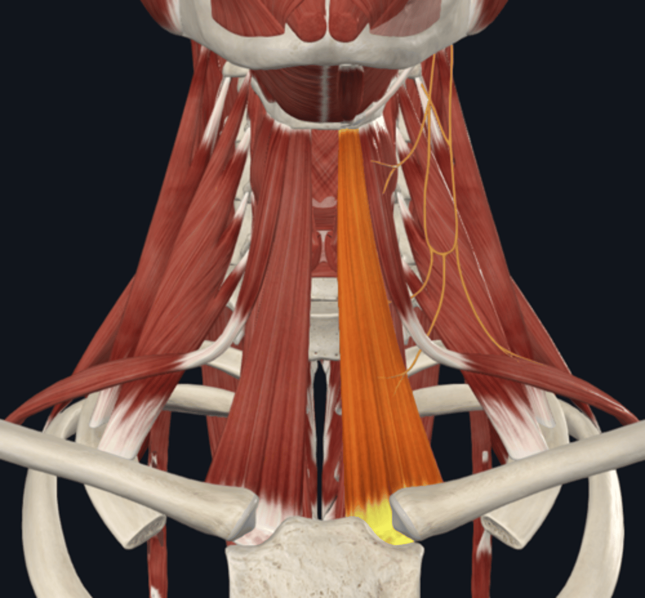 <p>What is the sternohyoid muscle Innervated by?</p>