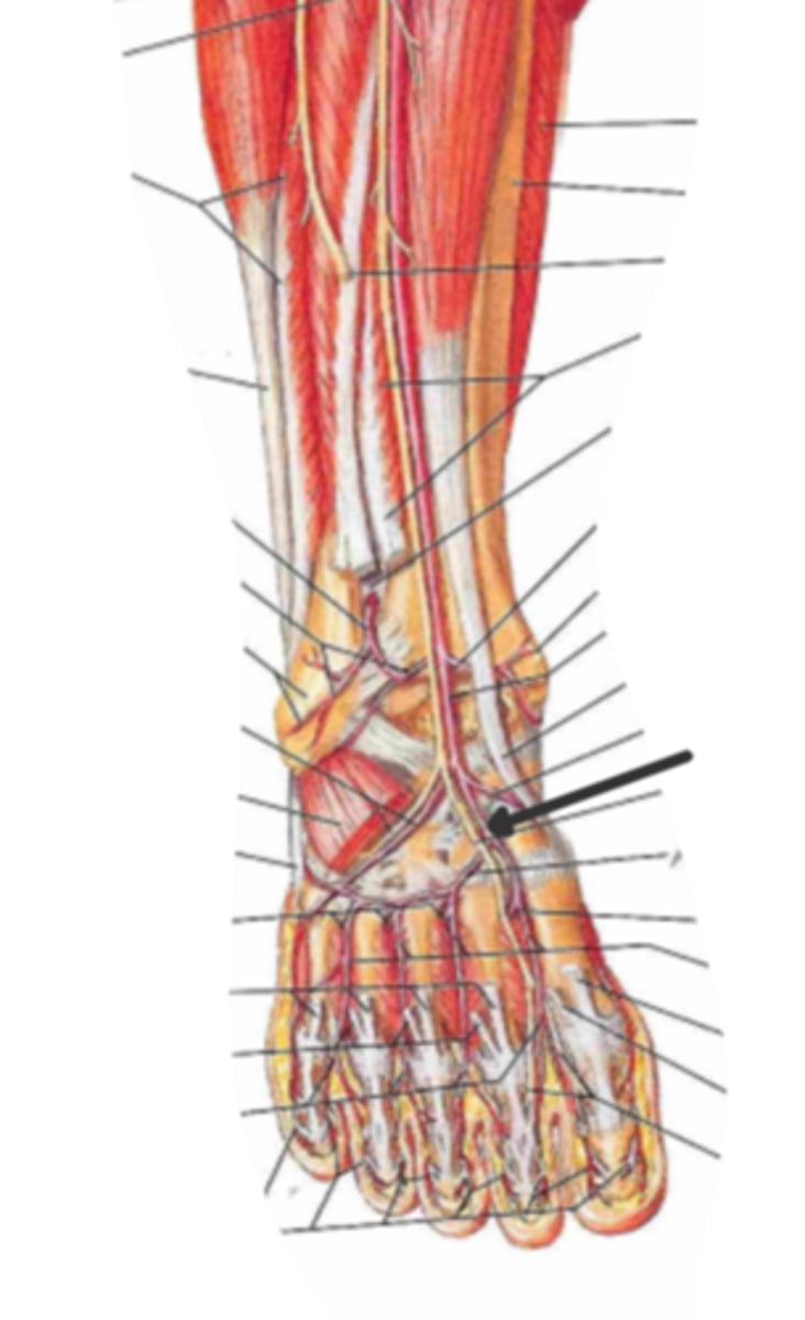 <p>identify the structure(s) indicated by the arrow</p>