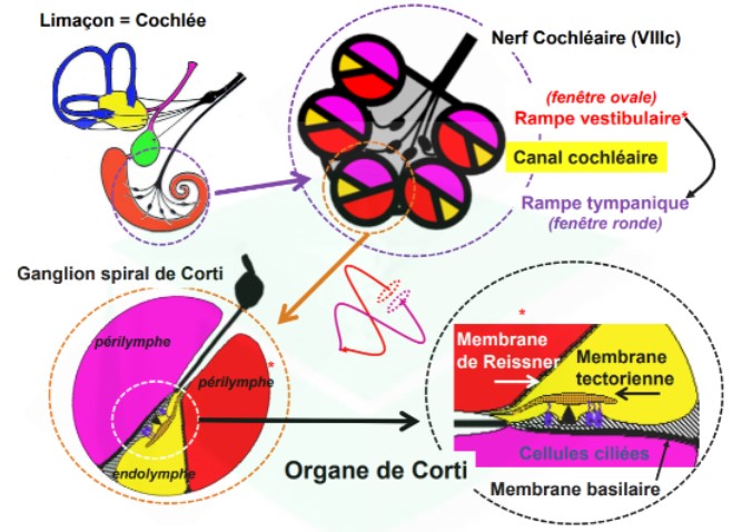 <ul><li><p>corps claire du 1er neurone : situé ds les ganglions de la cochlée (ganglion en spiral de Corti)</p></li><li><p>3 structures liquidiennes : → 2 périlymphes : système ascendant qui reçoit la vibration (via la rampe vestibulaire) → 1 endolymphe : système descendant qui renvoie l&apos;onde du liquide (via la rampe tympanique)</p></li></ul>