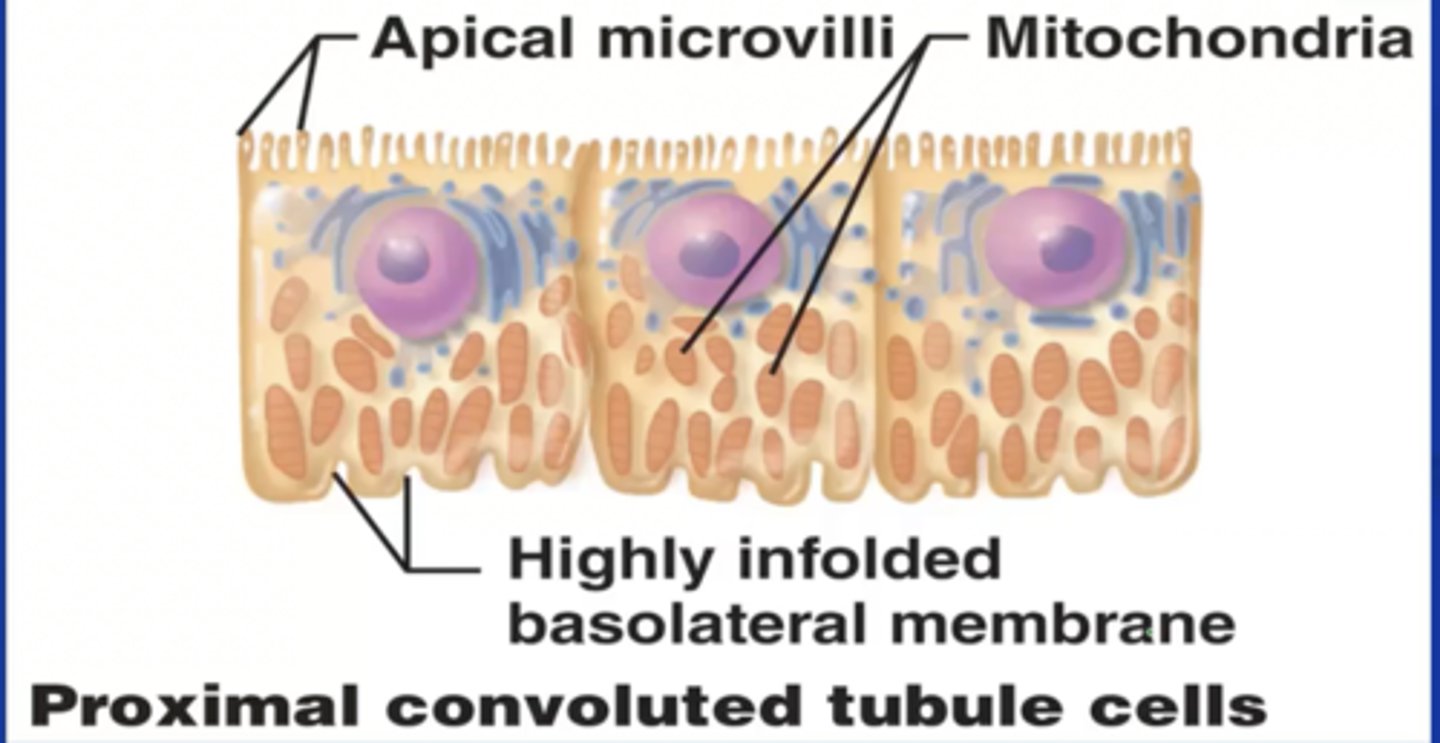 <p>-Is simple cuboidal<br><br>-Has microvilli on apical surfaces (brush boarder) <br><br>-Functions in reabsorption<br><br>-Secretes substances into lumen</p>