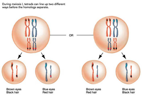 occurs during metaphase 1 and is when the chromosomes line up randomly along the equator of the cell so the chromosomes are randomly divide in anaphase 1.