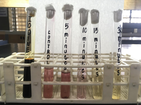 <p>What is the culture medium used in this test?</p>