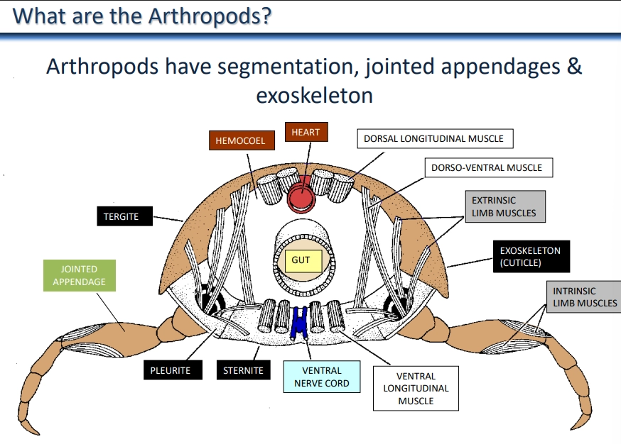 <ul><li><p><span>arthropoda is a </span><strong>phylum </strong><span>in the </span><strong>ecdysozoa clade </strong><span>of </span><strong>bilaterian </strong><span>animals</span></p></li><li><p><strong><span>segmented</span></strong><span>, with </span><strong>articulate membranes </strong>(folded flexible regions) allow inter-segmental articulation</p></li><li><p>the ancestor had a series of similar segments (<strong>homonomous</strong>), but these are often now fused/lost/specialised (<strong>heteronomous</strong>) eg. head, thorax and abdomen regions grouped by <strong>tagmosis </strong>(independently evolved)<strong> </strong>and specialised</p></li><li><p><strong><span>jointed</span></strong><span>, paired appendages with </span><strong><span>articles </span></strong><span>(like segments)- flexible cuticle at the joint with</span><strong><span> flexor + extensor </span></strong><span>and </span><strong><span>protractor + retractor </span></strong><span>muscles</span></p></li><li><p><strong><span>exoskeleton/cuticle </span></strong><span>(tergite, sternite + pleurite) made from</span><strong><span> chitin </span></strong><span>polysaccharide with properties controlled by </span><strong><span>sclerotisation</span></strong><span>- tanning + cross-linking</span></p></li><li><p><span>growth is permitted by </span><strong><span>moulting </span></strong><span>(</span><strong><span>ecdysis</span></strong><span>)</span></p></li><li><p>dorsal + ventral longitudinal muscles, dorso-ventral muscles and extrinsic + intrinsic limb muscles</p></li><li><p><strong>antennae </strong>with sensory functions</p></li><li><p>heart on the dorsal side with ostia and hemocel + ventral nerve cord</p></li></ul><p></p><p>this can be split into four extant subphyla:</p><ul><li><p>hexapoda (insects)</p></li><li><p>crustacea</p></li><li><p>myriapoda (millipedes + centipedes)</p></li><li><p>chelicerata (spiders + scorpions)</p></li></ul><p>the trilobitomorpha is an extinct subphylum</p><p></p>