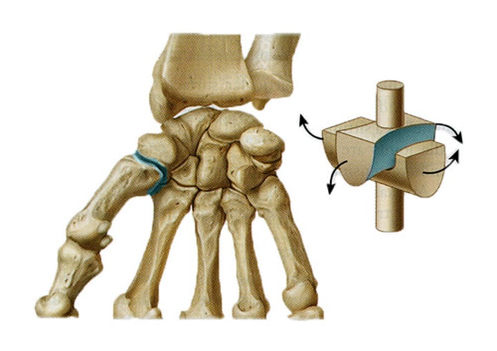 <p>When concave and convex surfaces meet <br>- Allows the movement of the joint forward and backward, and right to left<br>(hands)</p>