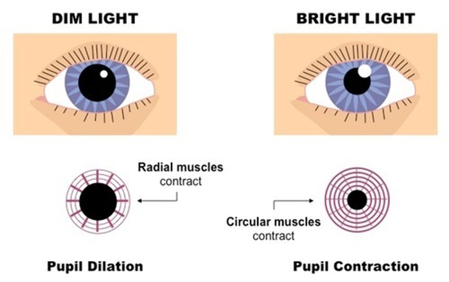 <p>-coloured part of the eye containing radial and circular muscles</p><p>-in bright light circular muscles contract and radial muscles relax making the pupil smaller</p><p>-in dim light circular muscles relax and radial muscles contract making the pupil smaller</p>