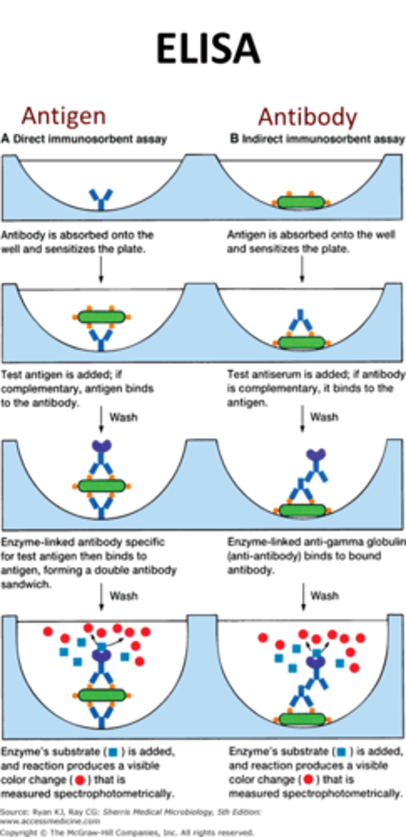 <p>uses an enzyme-linked indicator antibody to visualize antigen-antibody reactions</p>