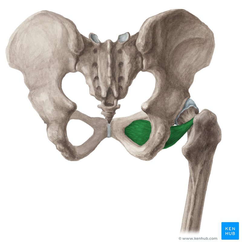 <ul><li><p>Action: Laterally rotates the thigh</p></li><li><p>Innervation: Obturator</p></li><li><p>Origin: N/A</p></li><li><p>Insertion: Greater trochanter of the femur</p></li></ul><p></p>