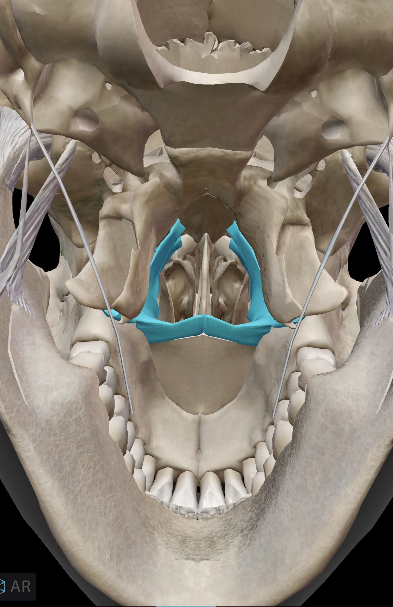 <p>What is the name for this bone and bone landmark, what does the landmark do?</p>