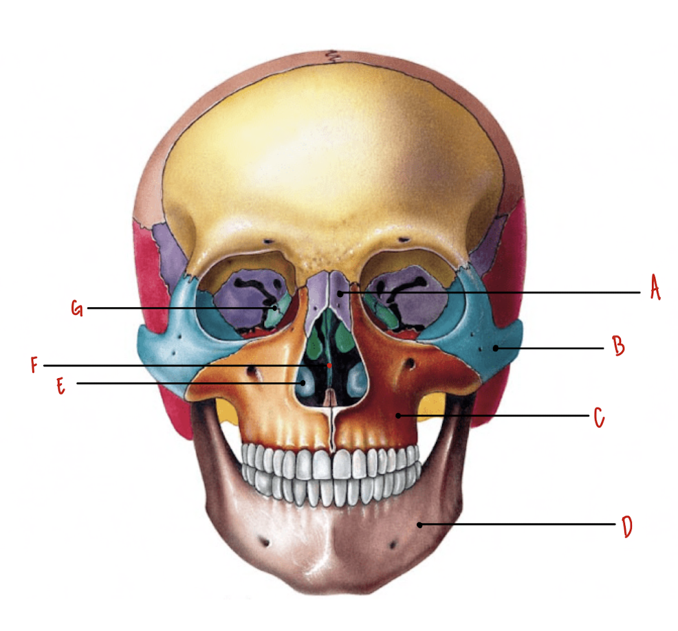 <p>Name the part of the skull labeled D</p>