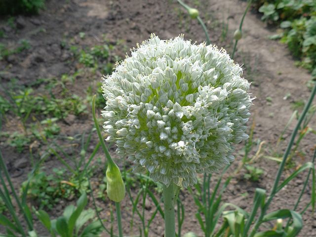 <p>alliacées</p>