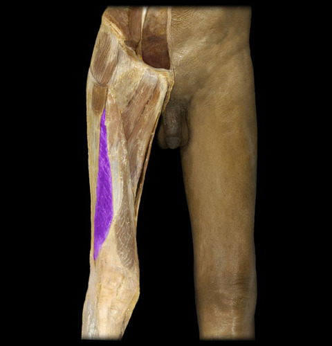 extension of leg