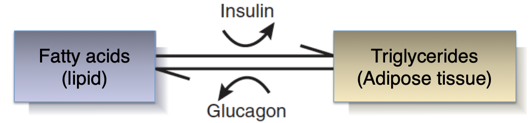 <p><u>Storage</u>: </p><ul><li><p><strong>Adipose tissue (fat cells)</strong> → holds long-term storage units of energy;</p></li></ul><p><u>Energy source</u>: </p><ul><li><p><strong>Triglycerides</strong> → macromolecule (3 <strong>fatty acids</strong> + 1 <strong>glycerol</strong>) hydrolyzed for energy by <strong>glucagon</strong></p><ul><li><p><strong>Fatty acids</strong> → converts into ketones via liver</p></li><li><p><strong>Glycerol</strong> → converts into sugar via liver</p></li></ul></li></ul><p></p>