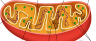<p>eukaryotic cells organelle; place where energy storedin food is converted to atp/energy.&nbsp;</p>